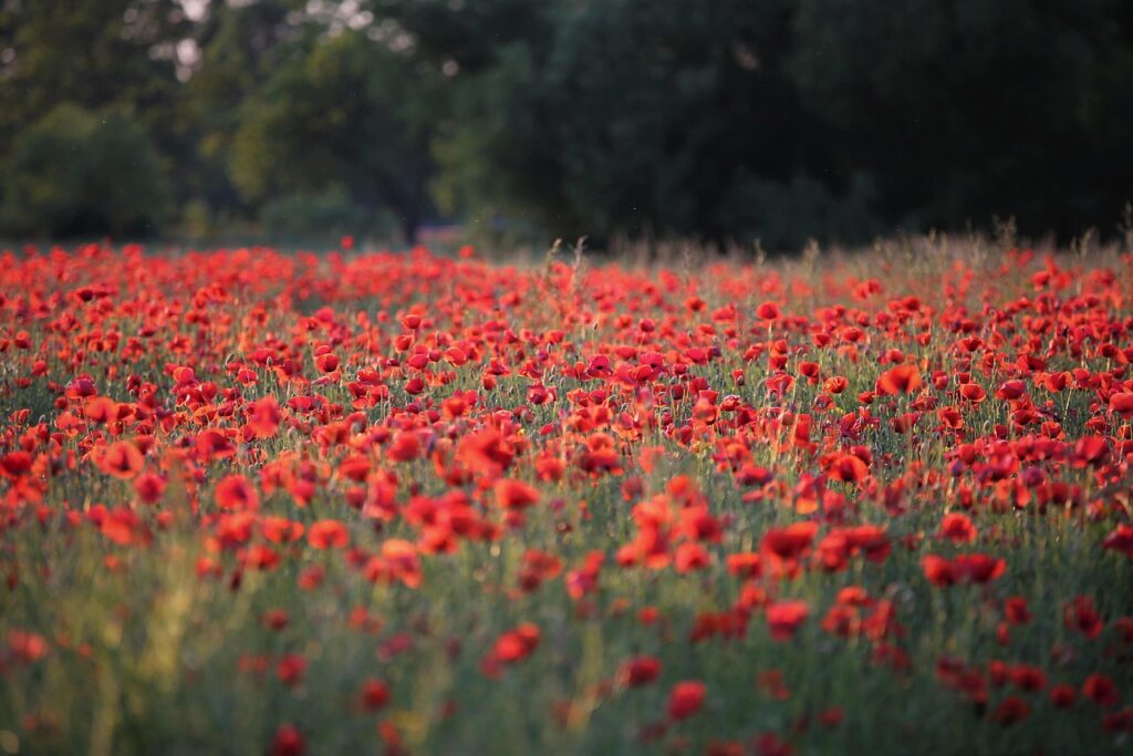 たるみとほうれい線に効果的な美顔器ランキングは？